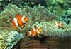 New hope for reef fish living in a high CO<sub>2</sub> world