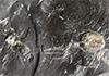 Fossil fuel formation: Key to atmosphere’s oxygen?