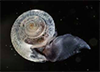 Ocean Acidification, Global Warming’s ‘Evil Twin’ 