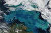 Major source of methanol in the ocean identified