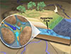 Microbes take center stage in workings of 'the river's liver'