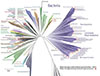 Scientists Unveil New ‘Tree of Life’