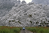 How earthquakes might trigger faraway volcanoes