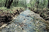 Bacteria the newest tool in detecting environmental damage