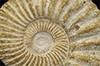 Role of ocean acidification in the extinction of marine molluscs