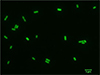 Iron toxicity for cyanobacteria delayed oxygen accumulation...