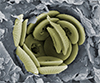 Ancient marine algae provides clues of climate change impact...