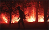 Rise in wildfires may resurrect Chernobyl's radiation