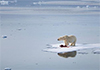 Safe carbon levels in the atmosphere are now a thing of the past