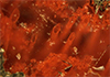 Canadian bacteria-like fossils called oldest evidence of life
