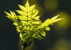 Climate change: Models 'underplay plant CO2 absorption'