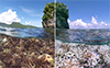 Corals worldwide hit by bleaching