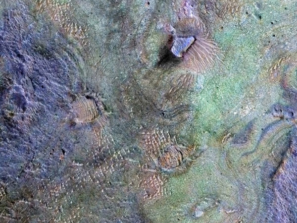 What Happened to Early Mars' Atmosphere? 