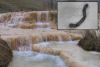 Nuclear waste eaters: Scientists discover hazardous waste-eating
