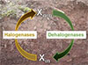 Humans are not the only ones who produce halogenated organic...