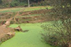 Phosphorus pollution reaching dangerous levels worldwide...