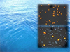  Bacteria collaborate to propel the ocean 'engine'