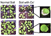 Protecting crops from radiation-contaminated soil